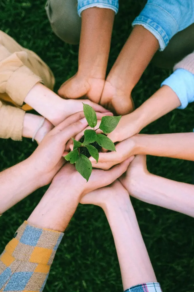 Hands joined around a young seedling